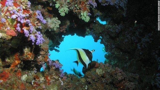 Quần thể san hô rộng lớn Konotta có rất nhiều loài cá sinh sống. Đi lặn vào một ngày trời nắng, bạn sẽ dễ gặp cá mập, cá đuối đốm, cá đuối gai độc, cá vẹt, đồi mồi… Mỗi tuần hai lần, các nhà sinh vật học tổ chức buổi giới thiệu về đời sống thủy sinh ở rặng san hô. Du khách có thể tham gia trồng, bảo tồn san hô và nhiều chương trình khác.