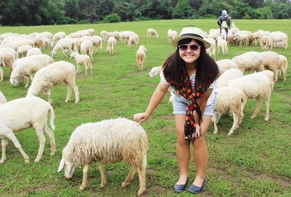Những chú cừu đáng yêu, xinh xắn thu hút các bạn trẻ tìm đến.