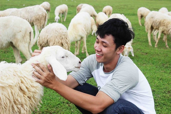Những chú cừu thân thiện cứ quấn quýt bên bạn không nỡ rời. Tới đây, bạn sẽ thích thú hết chỗ chê với tiết mục cho cừu ăn, cưng nựng và chụp hình với chúng.