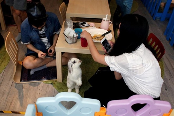 Quán cafe các loài động vật đã có nhiều, nhưng quán cafe thỏ lần đầu xuất hiện ở Hồng Kông 