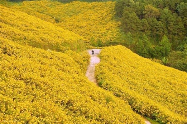 Tháng 10 là mùa hoa Dã quỳ bừng nở rực rỡ khắp núi đồi.