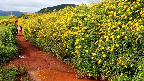 Con đường rực rỡ hoa Dã quỳ Đà Lạt ở thị trấn D'Ran - Đơn Dương.