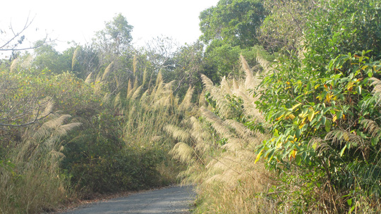 Đường lên hải đăng Nam Du với bờ cỏ lau tuyệt đẹp