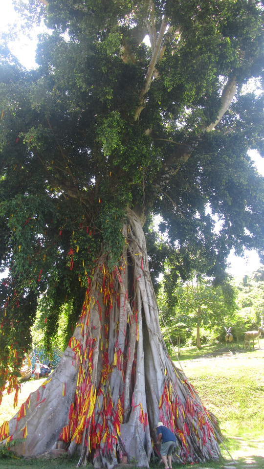 Mộc thần cao hơn 25 m, rộng hơn 20 người ôm là một trong những cổ thụ lớn nhất trên rừng ở Yang Bay 