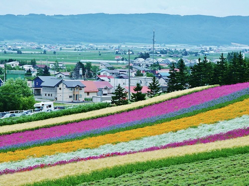 Đắm chìm trong sắc hoa sặc sỡ ở nông trường Tomita, Furana, Nhật Bản. Ảnh: iStock