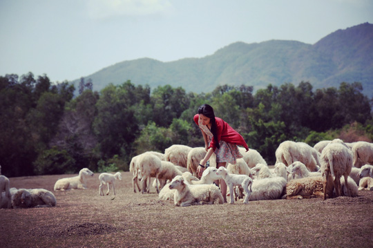 Cánh đồng cừu là nơi thu hút nhiều du khách trẻ trong vài năm trở lại đây 