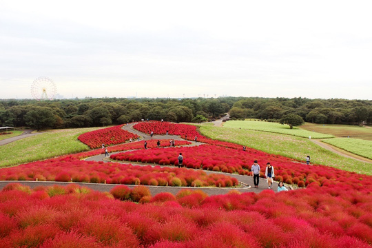 Công viên được quy hoạch để trồng nhiều giống hoa với những màu sắc khác nhau 