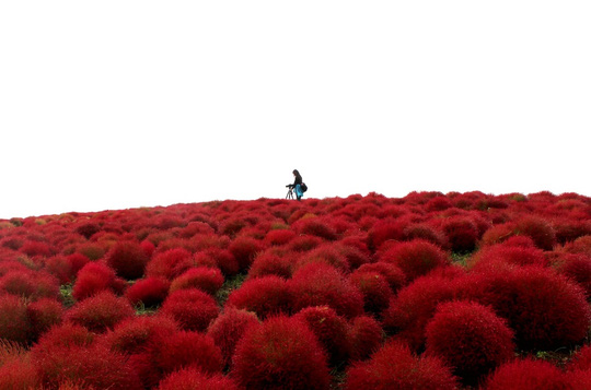 Vào tháng 6, người ta bắt đầu trồng những bụi kochia. Khi làn gió thu “chạm” nhẹ, kochia bắt đầu chuyển mình từ xanh sang hồng, rồi đỏ hẳn. 