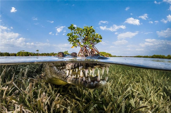 #6 Rừng ngập mặn, Cuba (Giải thưởng danh dự hạng mục ảnh thiên nhiên)