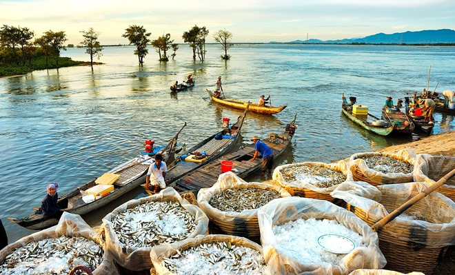 “Quà của lũ”. Cá linh là món đặc sản của mùa nước nổi. Những năm trước, cá linh từ Campuchia theo con nước đổ về, sinh sôi rất nhiều trên các cánh đồng lũ ở An Giang.