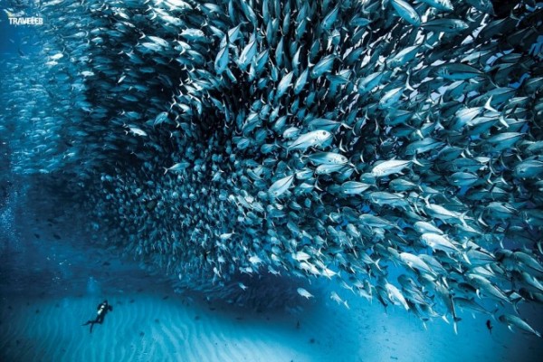 Thiên đường cho người yêu lặn biển ở Baja California, Mexico với đời sống sinh vật biển phong phú.