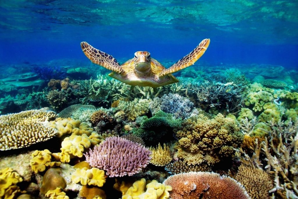 Lặn biển ngắm san hô Côn Đảo - Ảnh: Internet