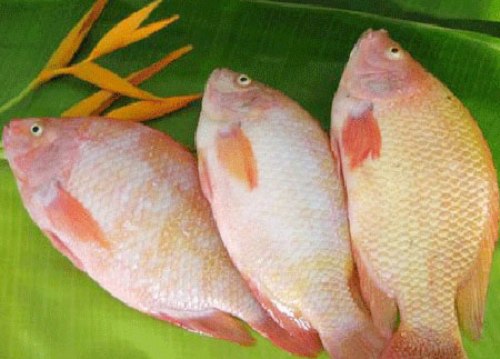 Cá điêu hồng - nguyên liệu không thể thiếu của món gỏi cá Tân Mai.