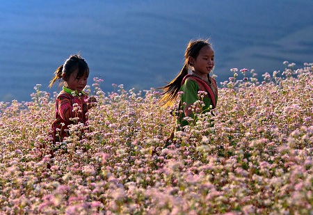 Mùa hoa tam giác mạch ở Hà Giang