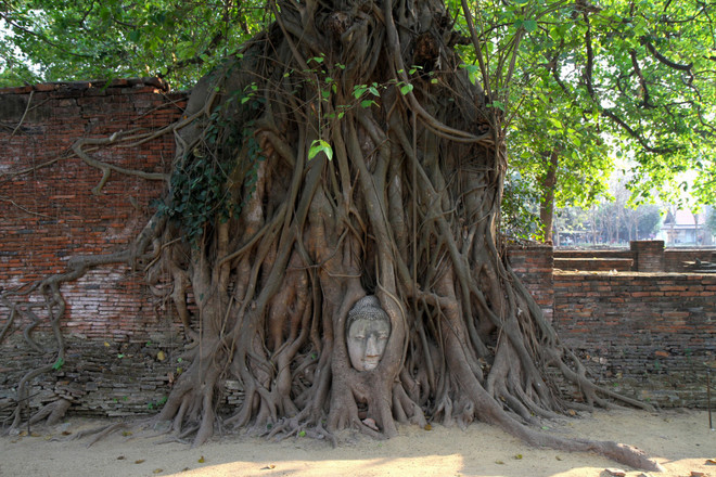 Một góc Phra Nakhon Si Ayutthaya, với đầu tượng Phật được gốc cây ôm trọn tạo nên hình ảnh đầy huyền bí.