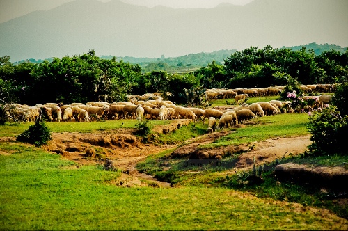 Đàn cừu Phan Rang được chăn thả trên đồng xanh. Ảnh: Vũ Vương. 