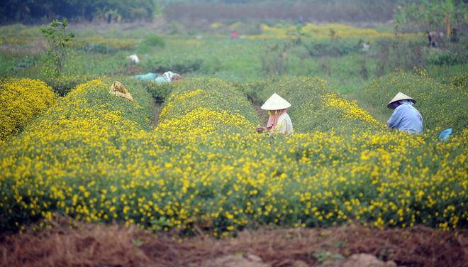 Thôn Nghĩa Trai (xã Tân Quang, huyện Văn Lâm, Hưng Yên), cách trung tâm TP Hà Nội gần 30 km lâu nay là nơi trồng và chế biến dược liệu, trong đó có loài hoa cúc được gọi là cúc 'tiến vua'.
