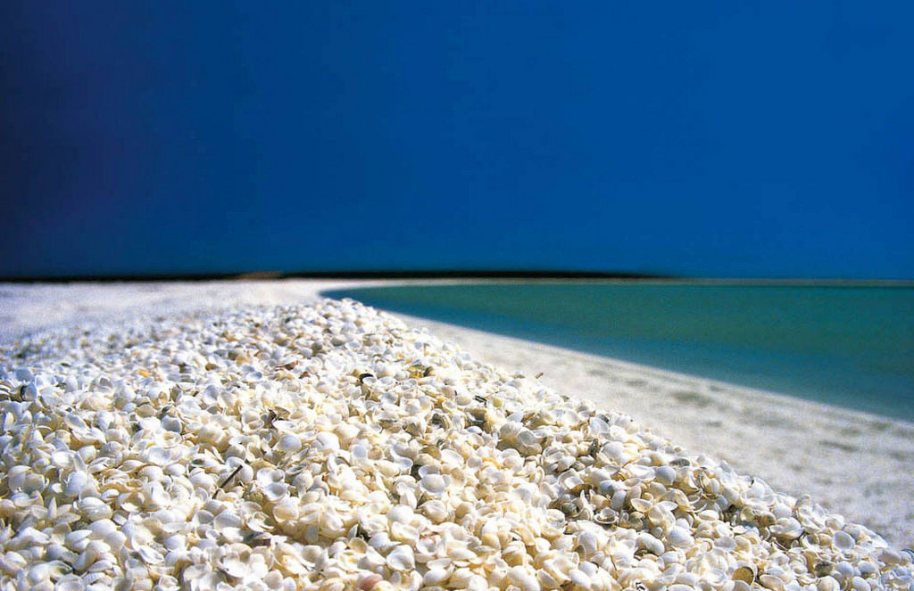 Những vỏ sò đã tồn tại ở bờ biển nước Úc hàng nghìn năm