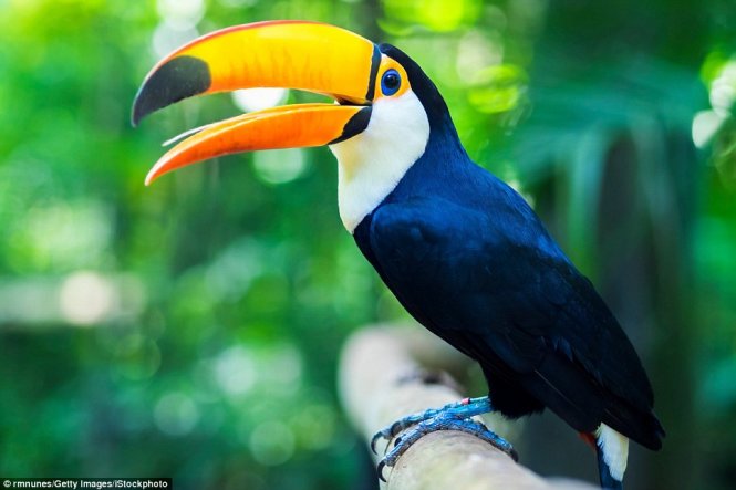 Khu bảo tồn Pantanal ở Brazil có những động vật hoang dã đầy màu sắc như chim toucan, vẹt macaw hay báo đốm 