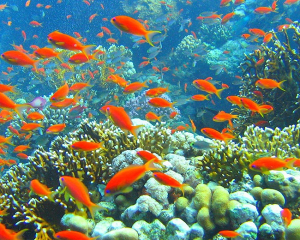 Lặn ngắm san hô ở Hòn Thơm