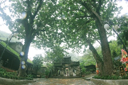 Cụm cây bàng cổ trước chùa Tam Thai, trên ngọn Thủy Sơn, quần thể Danh thắng Ngũ Hành Sơn, phường Hòa Hải, quận Ngũ Hành Sơn, thành phố Đà Nẵng. 