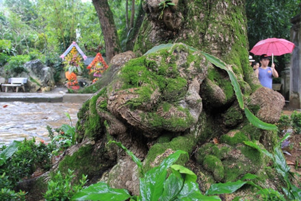 2 cây bàng ở Ngũ Hành Sơn nằm ở vị trí hài hòa giữa khung cảnh thiên nhiên và ngôi chùa “Quốc Tự”. Cây tạo dáng đẹp và bóng mát che sân chùa. Ngoài ra, cây còn mang đậm chất truyền thuyết dân gian. 