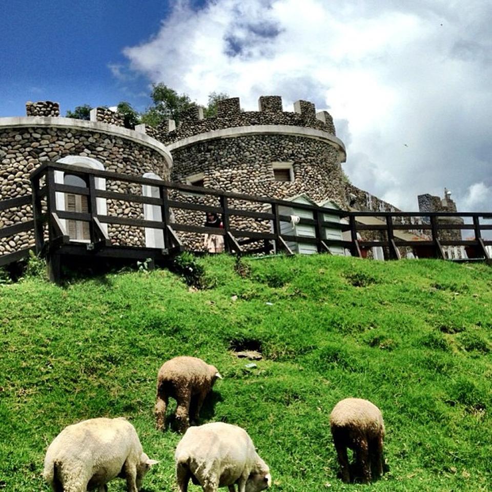 Bầy cừu nhỏ xinh đang gặm cỏ trên đồi. (Nguồn: foursquare)