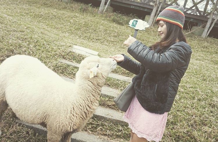 Các bạn sẽ được tự mình cho cừu ăn. (Instagram: oanhip)