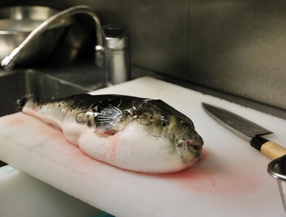 Cá nóc - món ăn đầy "kinh hãi" lại chính là đặc sản ở Nhật Bản. Ảnh: Getty.