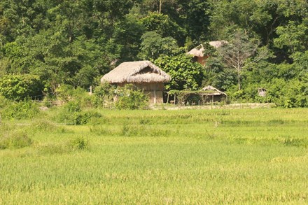 Những bản làng người Thái nằm yên bình dưới những tán rừng xanh thẳm