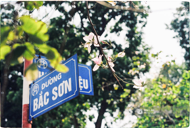 Cứ độ này, phố Bắc Sơn ở Hà Nội lại có hoa ban nở.