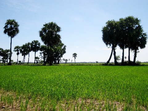 Những cây thốt nốt giữa cánh đồng lúa. 