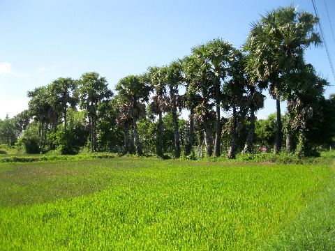 Bóng mát từ cây thốt nốt giúp người nông dân phần nào bớt mệt nhọc bởi cái nắng chói chang. 