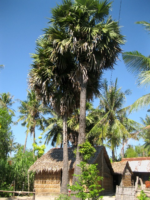 Thốt nốt không chỉ cho nước làm đường, lá của cây thốt nốt còn dùng lớp vách và mái nhà. 