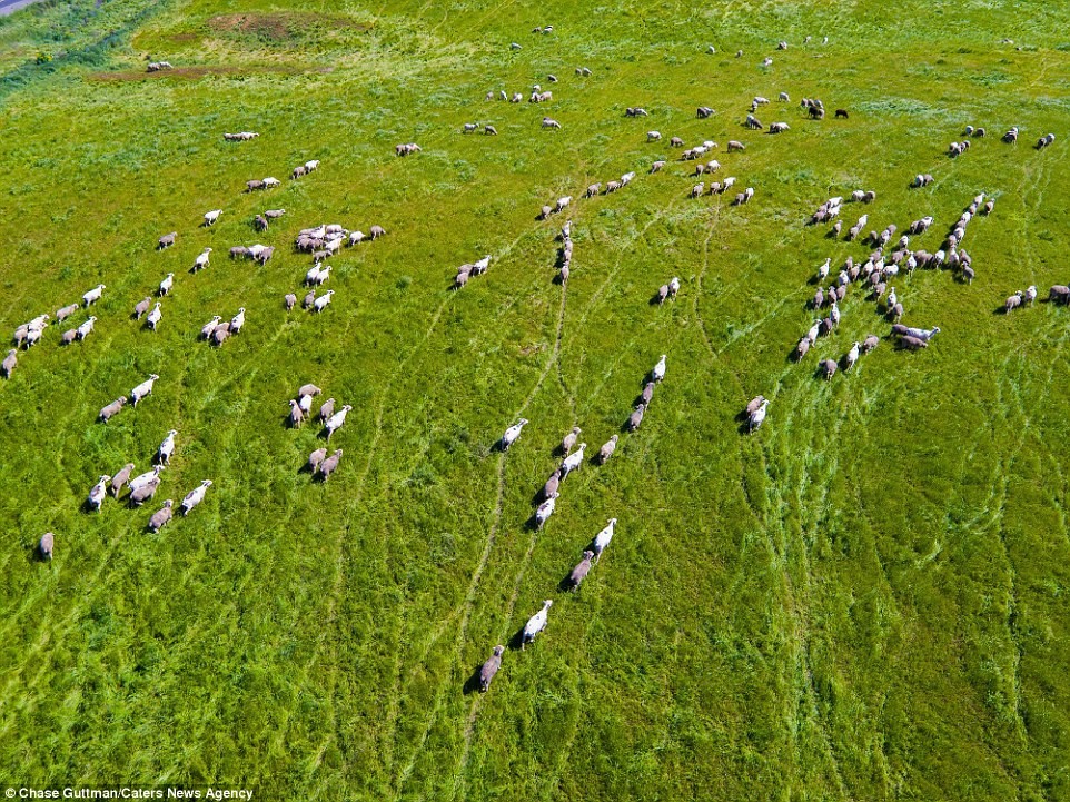 Đàn cừu đang gặm cỏ trên đồng ở California được chụp từ trên cao trông rất ấn tượng 
