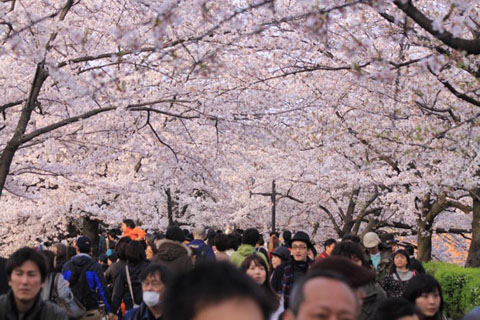 Lễ hội Hoa anh đào ở Tokyo