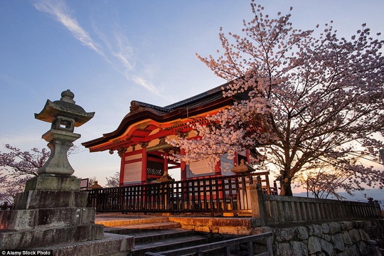 Nhật Bản đặc biệt quyến rũ vào mùa xuân khi hoa anh đào nở rộ. Bức ảnh chụp tại chùa Kiyomizu-dera ở TP Tokyo. Ảnh: Alamy Stock Photo 