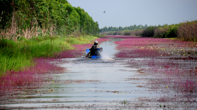 Nhĩ cán tím hay còn gọi là rong ly tím là hoa của một loại rong sống ở vùng nước ngập mặn Tây Nam, đặc biệt là tại các khu vực bảo tồn thiên nhiên tại Vườn quốc gia Tràm Chim thuộc huyện Tam Nông, Đồng Tháp. 