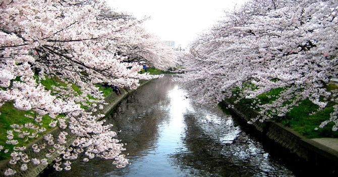 Cuối tháng Ba, đầu tháng Tư là thời điểm hoa anh đào ở Nhật Bản nở rộ. 
