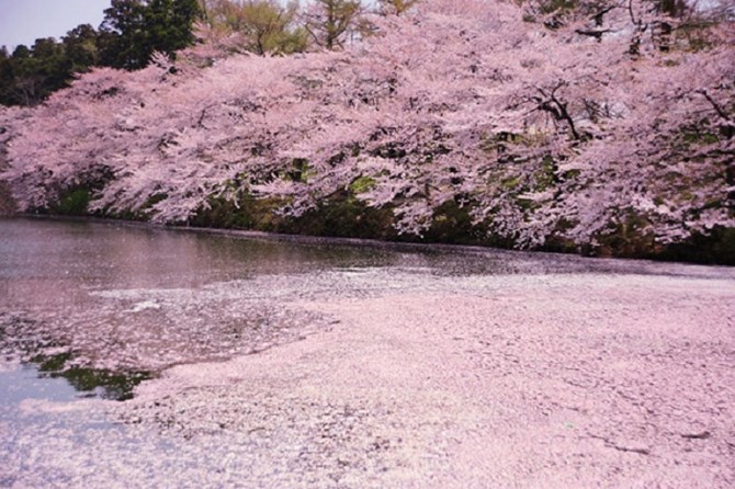 Cánh hoa nhuộm hồng mặt sông. 