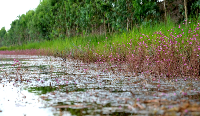 Theo các nhân viên của khu bảo tồn, năm nào nhĩ cán tím cũng nở nhưng đây là lần đầu tiên, nhĩ cán tím nở nhiều, đồng loạt và kéo dài khiến gần 1 km dòng kênh nội đồng nhuộm tím một màu hoa. 
