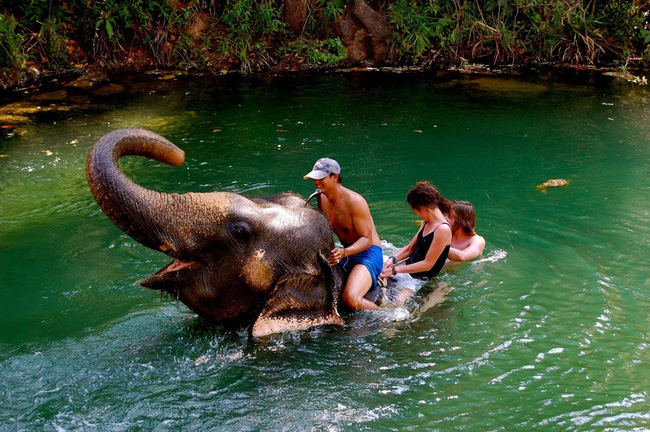 1. Nói không với trò cưỡi voi: Phúc lợi dành cho động vật là một vấn đề nghiêm trọng ở nhiều quốc gia. Một chuyến ngắm cảnh trên lưng voi trong nửa tiếng ở Thái Lan có thể góp phần "đổ thêm dầu vào lửa" đối với kiếp sống khổ sở của chú voi. Hãy tránh những cái bẫy du lịch giúp thúc đẩy hoạt động khai thác, bóc lột động vật. Ảnh: WordPress.