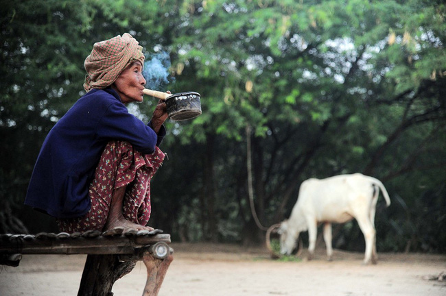 Một bà cụ Bagan thảnh thơi hút thuốc trong lúc đợi đàn gia súc về chuồng.