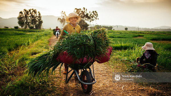  Những lúc lúa chín và vào mùa gặt thì dọc khắp các cánh đồng ở Phú Yên đều đẹp và rộn ràng như Tết. 