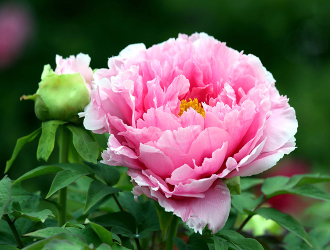 Hoa mẫu đơn được xem là quốc hoa của Trung Quốc. Vào mùa xuân, muốn cảm nhận được rực rỡ và vẻ sang trọng của hoa này, bạn nên ghé thăm vườn hoa mẫu đơn tại Lạc Dương, Hà Nam. 
