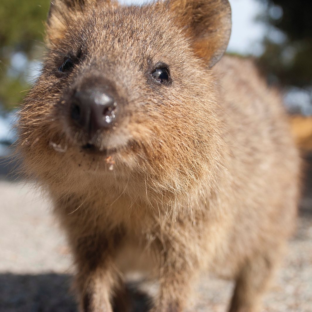 Những chú quokka trên đảo thường khá quen thuộc với sự có mặt của các du khách. Ảnh: Tourism Western Australia. 