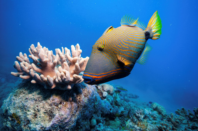 7. Đừng làm tổn hại san hô: Trong 30 năm qua, một nửa rạn san hô Great Barrier Reef (Australia) đã biến mất. Bạn có thể bị cám dỗ bởi suy nghĩ giữ một mẩu san hô làm kỷ niệm, hoặc chỉ để thỏa mãn lòng hiếu kỳ. Nhưng hành động của bạn sẽ gây tổn hại tới môi trường, góp phần hủy hoại kỳ quan của Trái đất. Ảnh: Radiotimes.