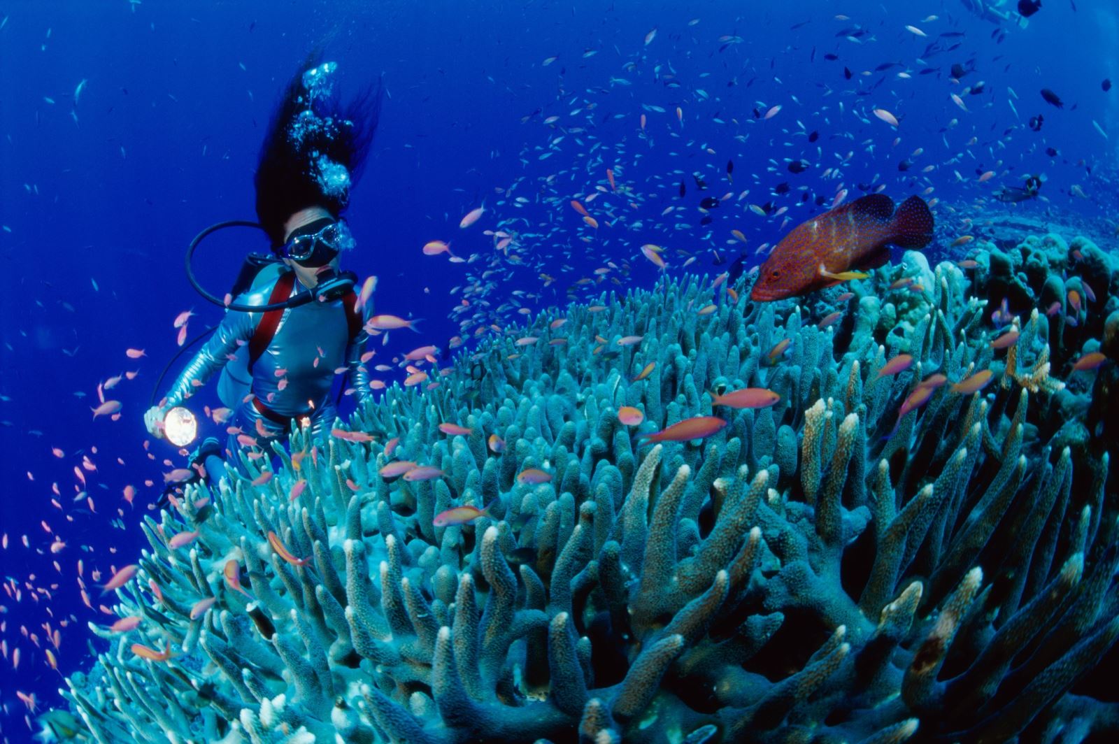 6 địa điểm lặn biển ngắm san hô đẹp nhất Việt Nam - ChuduInfo