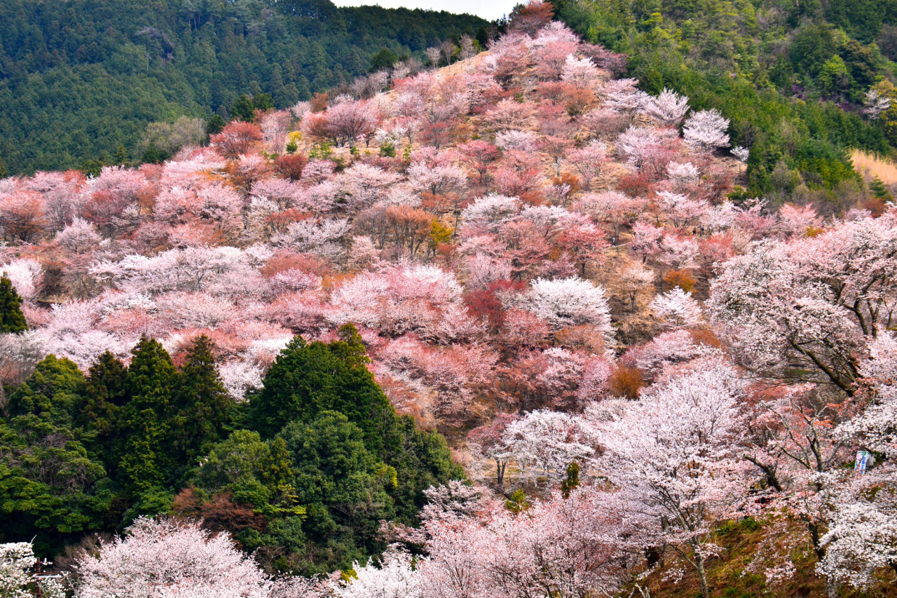 Координаты сакуры. Гора Йосино (Япония). Гора Есино Япония. Гора Есино Япония сад Сакуры. Япония парк Есино Кумано.