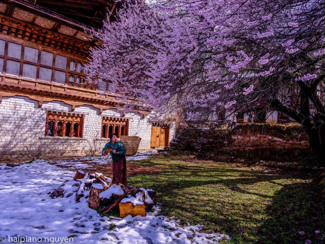 Phụ nữ Bhutan bên cây hoa đào nở 